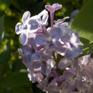 DSCN7086.webp