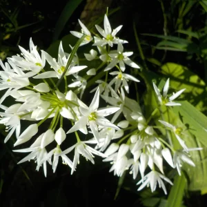 DSCN7090.webp