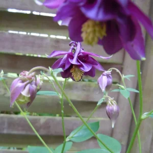 DSCN0101.webp