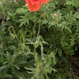IMG_20260514_084723.webp