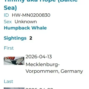 Wal-Timmy_HappyWhale-Profil.webp