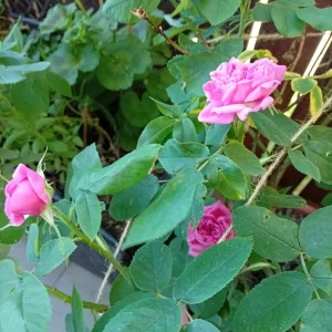 IMG_20260523_103613.webp
