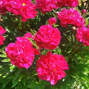 1000067065.webp