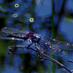 _IMGP8467c1_deconv_00.webp