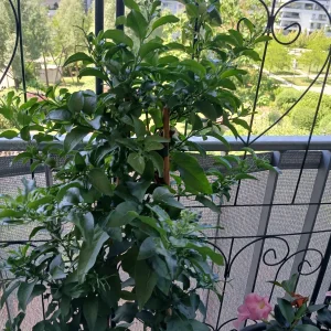 20260526_125251.webp