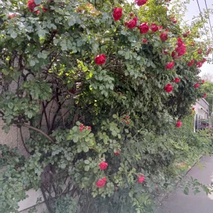 20260602_103032.webp