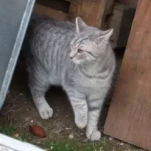 Rico 5
