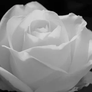 Weie Rose