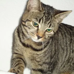 Shirka