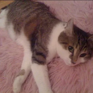 Vermisster Kater Neo