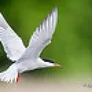 frei wie ein vogel