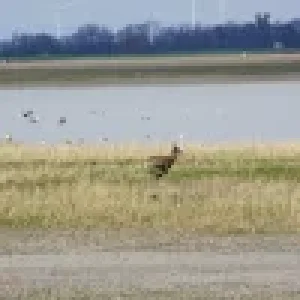 Neussiedlersee/ Tier und Natur