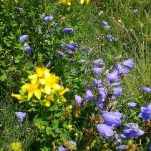Bergblumen