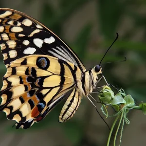 0034