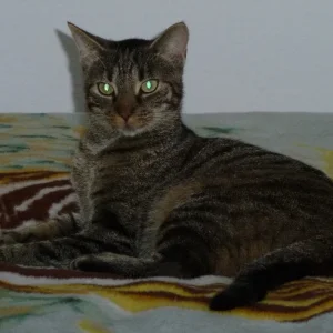 Tapsi 2014