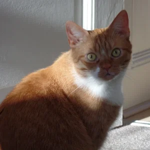 Tobi 2015
