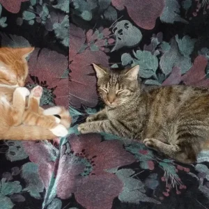 Tobi und Tapsi