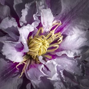 Clematis