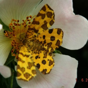 Venilia macularia (Panther.)
