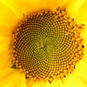 Harmonie in der Sonnenblume