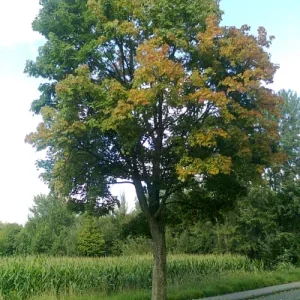 Waldrand