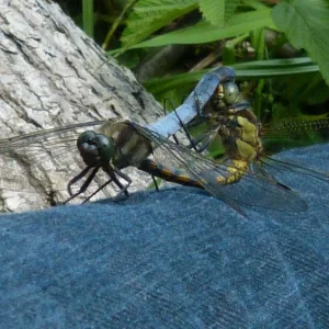 Dragonfly