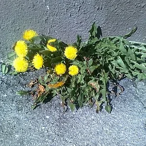 Leben