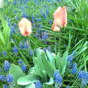 Rose-Tulpen