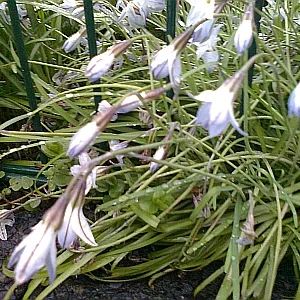 Zaunblumen