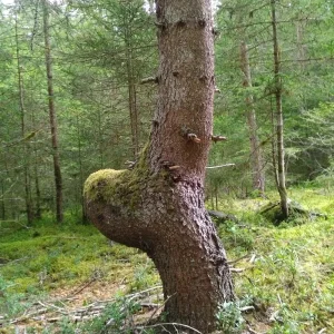 geerdeter Baum ;)