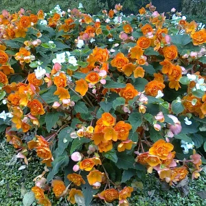Foto0517