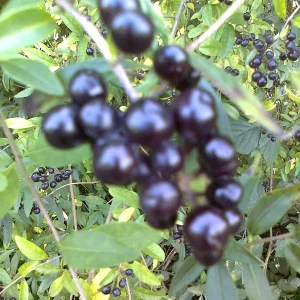 Schwarzbeeren
