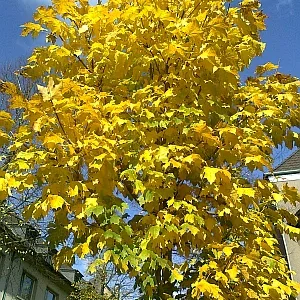 Gold Des Herbstes