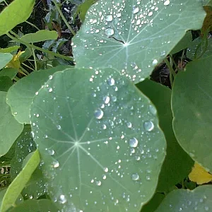 Herbsttau