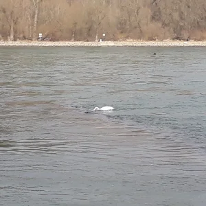 in der überspülten Buhne auf der Suche nach Mittagessen... :-D