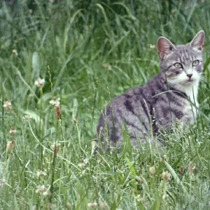 Katze