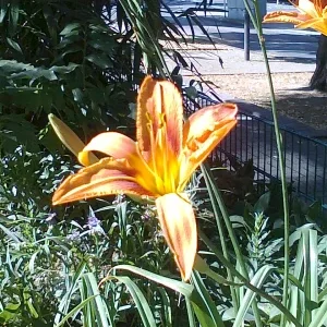 Blume