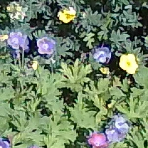 Blumen Bunt