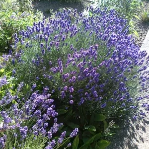 Lavendel