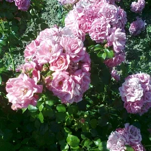 Rosen