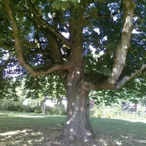 Baum