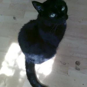 Katze Sitzt In Sonne
