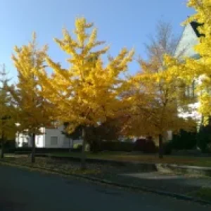 Pictures_u57_tkafMIBE