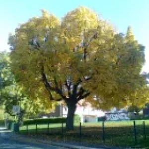 Pictures_u58_COUPtlwp