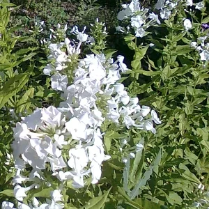 Weisse Blüten