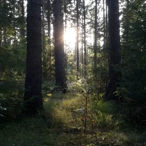 Heide