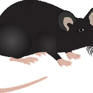 Riesenmaus