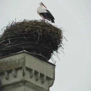 Storch