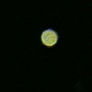 orb