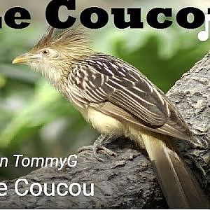 TommyG-Le Coucou - YouTube